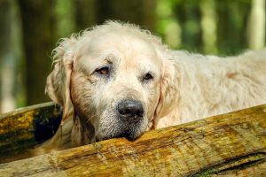 Pälsvård för hund